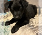 Small #3 German Shepherd Dog