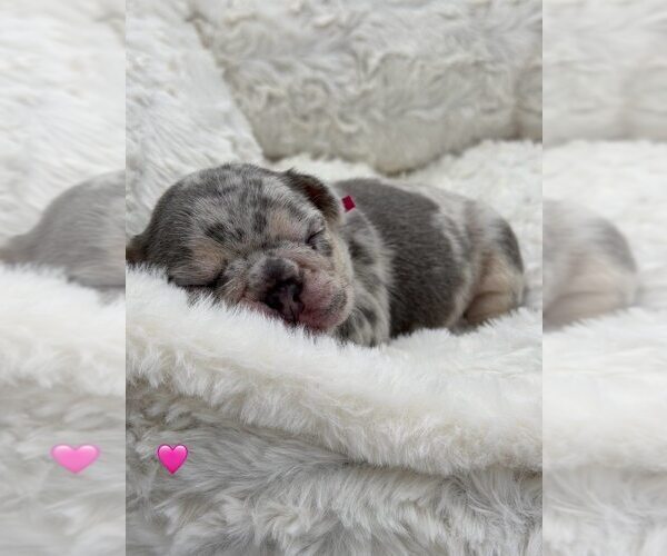 Medium Photo #14 French Bulldog Puppy For Sale in PLEASANTON, CA, USA