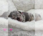 Small #13 French Bulldog