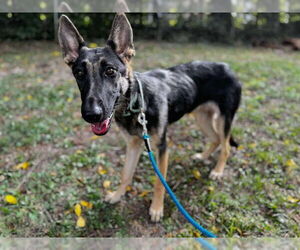 German Shepherd Dog Dogs for adoption in Kansas City, MO, USA
