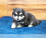 Small #4 Pomsky