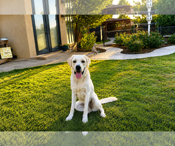 Medium Photo #4 Labrador Retriever-Unknown Mix Puppy For Sale in Clovis, CA, USA