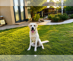 Small #3 Labrador Retriever Mix