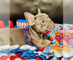 Puppy Carlee French Bulldog