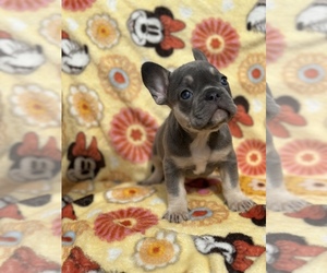 French Bulldog Puppy for sale in NORTH MIAMI, FL, USA