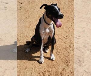 Labrador Retriever-Unknown Mix Dogs for adoption in San Antonio, TX, USA