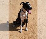 Small Labrador Retriever Mix