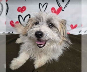 Maltese-Unknown Mix Dogs for adoption in Lakewood, CO, USA
