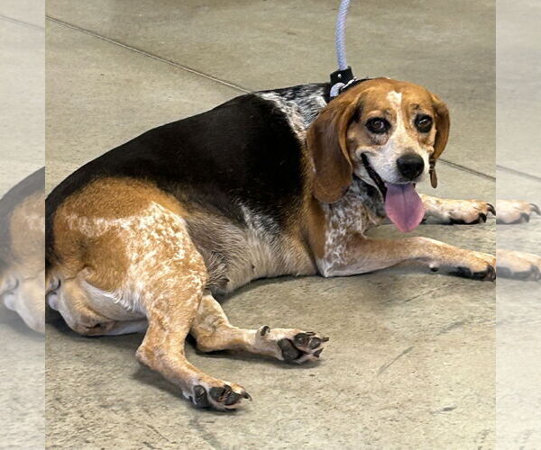 Medium Photo #1 Beagle Puppy For Sale in Batavia, OH, USA