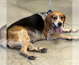 Beagle Dogs for adoption in Batavia, OH, USA