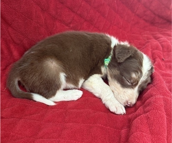 Medium Photo #17 Borador Puppy For Sale in MARION, VA, USA