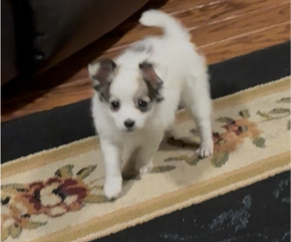 Medium Photo #2 Chihuahua Puppy For Sale in FAYETTEVILLE, NC, USA