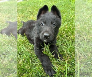 German Shepherd Dog Puppy for sale in NEWVILLE, PA, USA