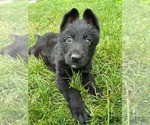 Image preview for Ad Listing. Nickname: Dante