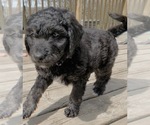 Puppy 3 Goldendoodle-Poodle (Standard) Mix