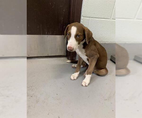 Medium Photo #1 American Pit Bull Terrier-Unknown Mix Puppy For Sale in Corpus Christi, TX, USA