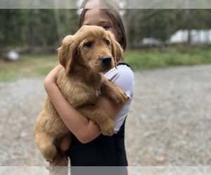 Golden Retriever Puppy for Sale in YELM, Washington USA