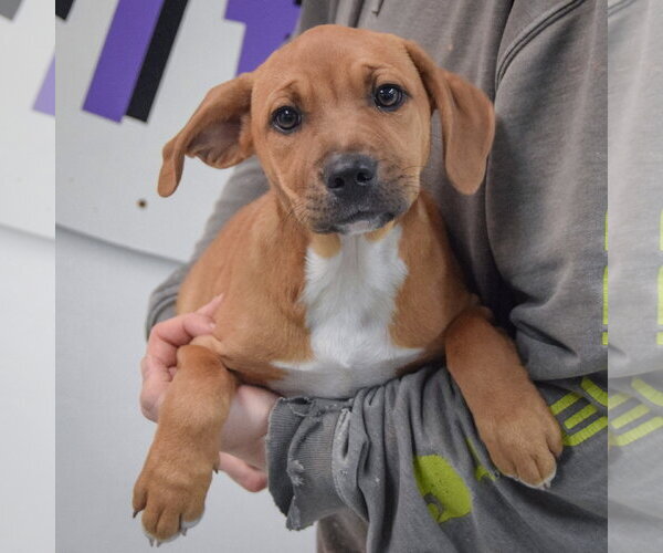 Medium Photo #3 American Staffordshire Terrier-Vizsla Mix Puppy For Sale in Huntley, IL, USA