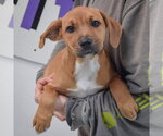 Small #2 American Staffordshire Terrier-Vizsla Mix
