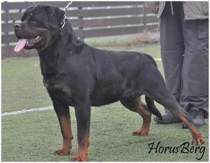 Rottweiler Puppy for sale in OCEAN CITY, MD, USA