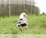 Small Photo #12 Pembroke Welsh Corgi Puppy For Sale in WARSAW, IN, USA