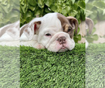 Small Photo #3 Bulldog Puppy For Sale in SAN DIEGO, CA, USA