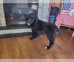 Small #7 Golden Mountain Dog