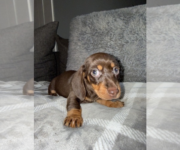 Medium Photo #20 Dachshund Puppy For Sale in JOHNSTON, RI, USA