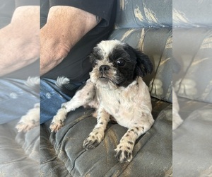 Shih Tzu Puppy for sale in ENTERPRISE, AL, USA