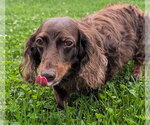 Small #3 Dachshund