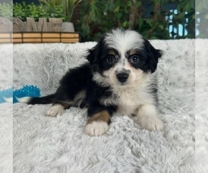 Aussiedoodle Miniature  Puppy for sale in GREENFIELD, IN, USA