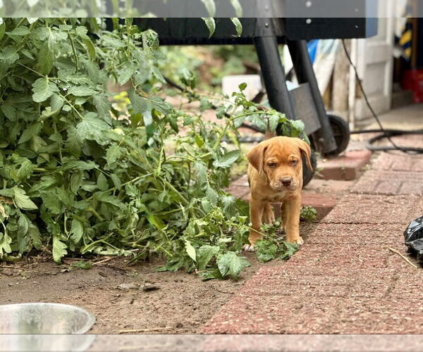 Medium Photo #2 Plott Hound-Unknown Mix Puppy For Sale in Wyoming, MI, USA