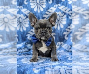 French Bulldog Puppy for sale in QUARRYVILLE, PA, USA