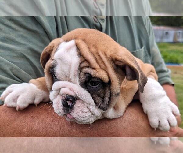 Medium Photo #4 Bulldog Puppy For Sale in GREEN FOREST, AR, USA