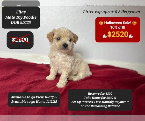 Medium Photo #3 Poodle (Toy) Puppy For Sale in TUCSON, AZ, USA