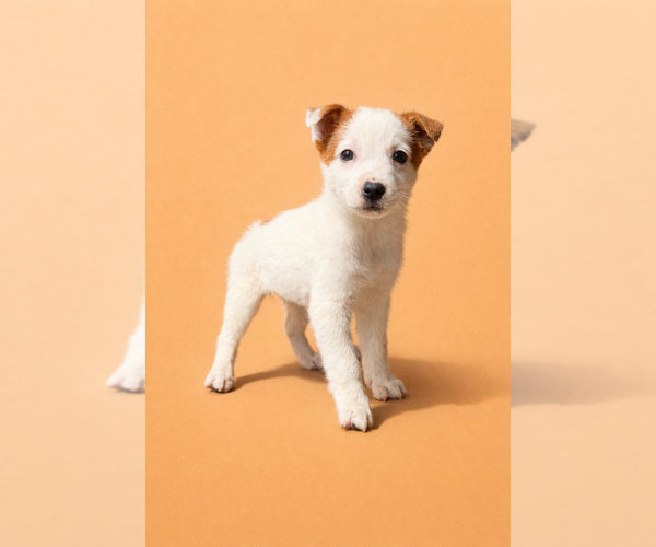 Medium Photo #4 Australian Cattle Dog Puppy For Sale in GREENFIELD, IN, USA