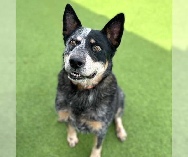 Medium Photo #1 Mutt Puppy For Sale in Camarillo, CA, USA