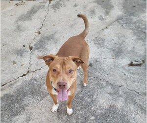 American Staffordshire Terrier-Labrador Retriever Mix Dogs for adoption in Waco, TX, USA