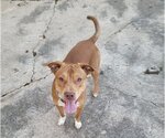 Small American Staffordshire Terrier-Labrador Retriever Mix