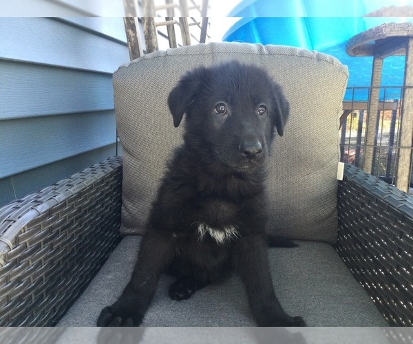 Medium Photo #1 German Shepherd Dog Puppy For Sale in GRANVILLE, MA, USA