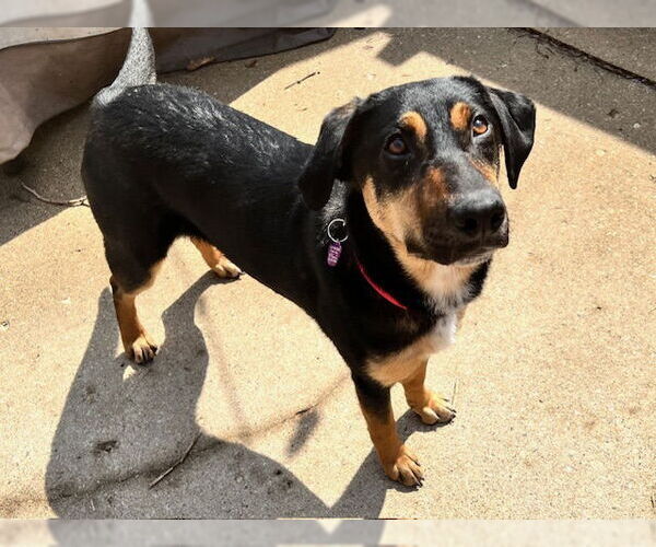 Medium Photo #5 Mutt Puppy For Sale in Genesee, WI, USA