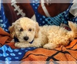 Small Photo #2 Bichpoo-Poodle (Miniature) Mix Puppy For Sale in LINCOLN UNIV, PA, USA
