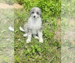 Small Photo #2 Aussiedoodle Puppy For Sale in VANCEBURG, KY, USA