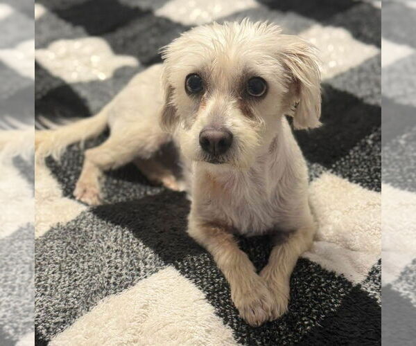 Medium Photo #6 Maltese-Unknown Mix Puppy For Sale in Oak Bluffs, MA, USA