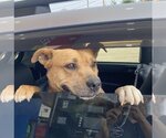 Small Photo #2 American Staffordshire Terrier-Labrador Retriever Mix Puppy For Sale in Unionville, PA, USA