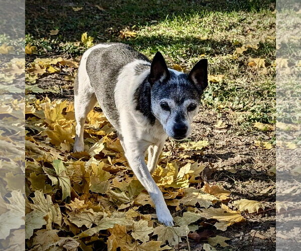 Medium Photo #7 Rat Terrier Puppy For Sale in Atlanta, GA, USA