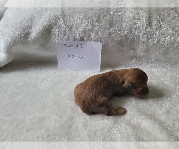Medium Photo #7 Dachshund Puppy For Sale in PINSON, AL, USA