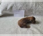 Small Photo #15 Dachshund Puppy For Sale in PINSON, AL, USA