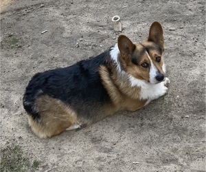 Father of the Pembroke Welsh Corgi puppies born on 08/16/2022