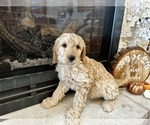 Small Photo #17 Goldendoodle Puppy For Sale in MONTROSE, CO, USA
